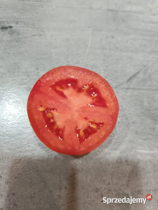 Pomidor Dyno Jarosławiec sprzedam
