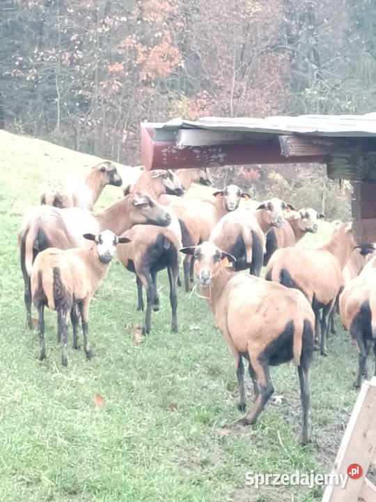 Owce kamerunskie całe stado sztuki kolczykowane Owce małopolskie Brody