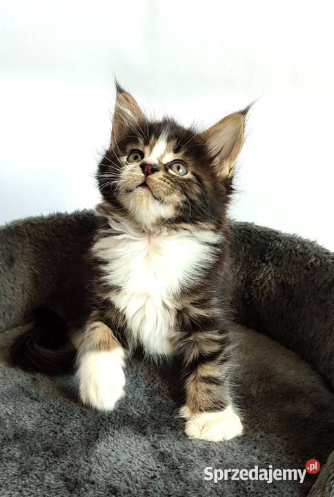 Maine coon Kotka czarna klasycznie pręgowana z Maine Coon Żywiec sprzedam