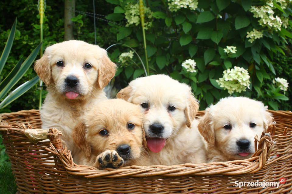 Golden retriever Rodowód Piękne białe złote Krosno