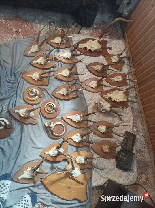 Poroża Koniecpol sprzedam