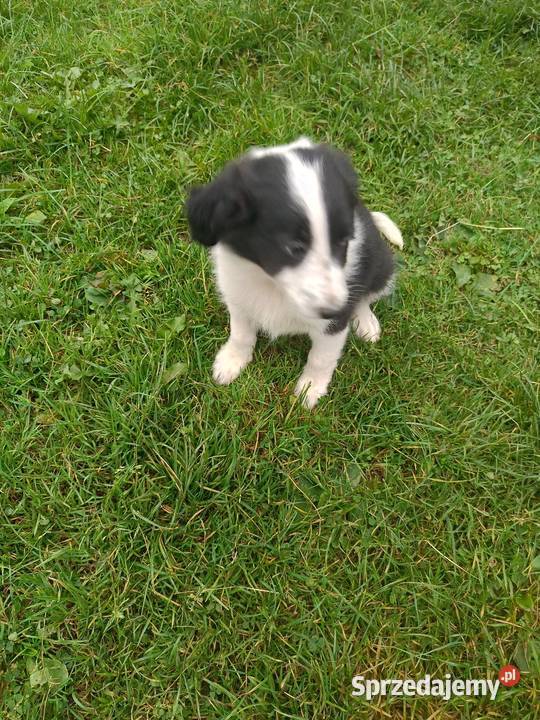 Pieski border collie