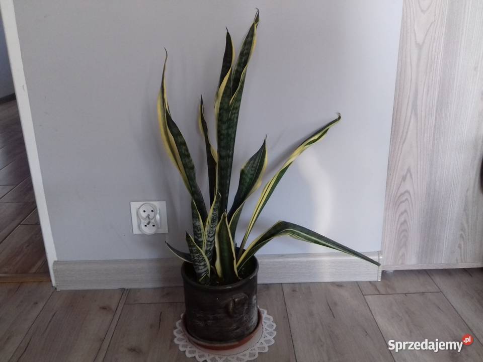 Kwiat doniczkowy Sansewieria gwinejska 67 kujawsko-pomorskie Bydgoszcz