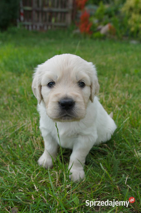 Golden Retriever szczeniaki z rodowodem Włocławek sprzedam