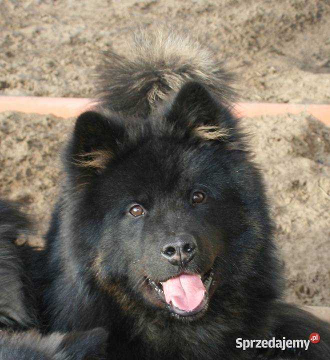 Eurasier młodziutki samiec czeka Puszcza Mariańska