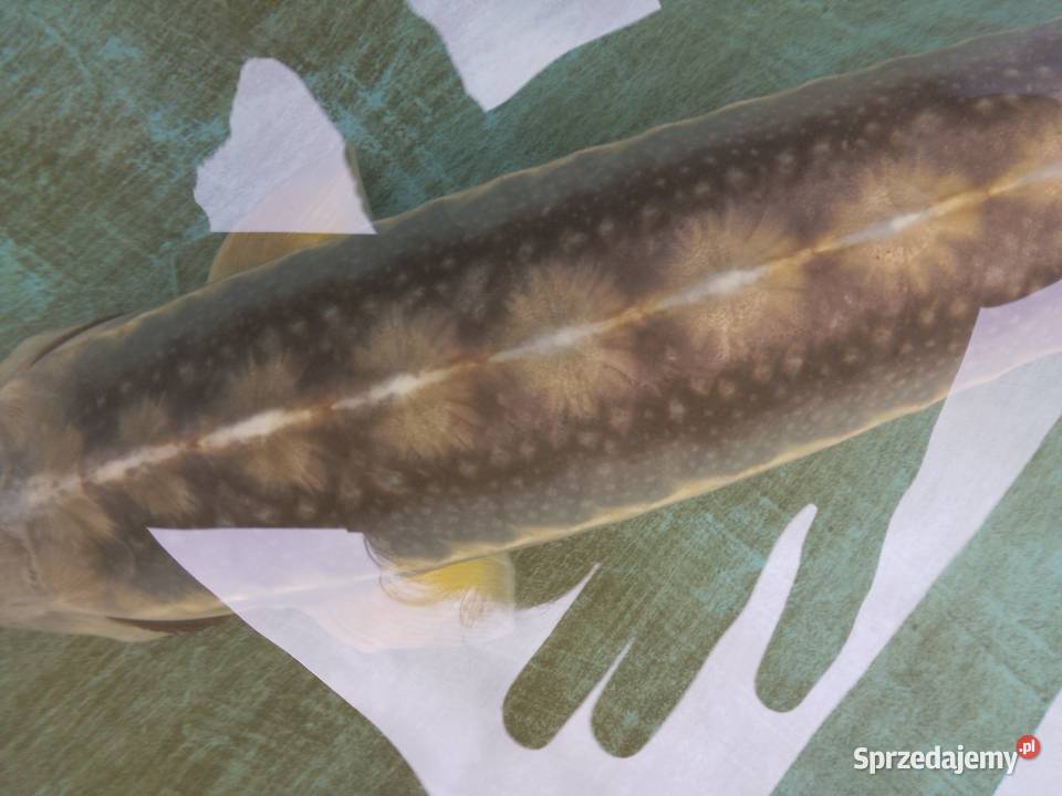 Jesiotr RED RUBIO XXL ok 120 widoczny na miejscu Nowa Ruda sprzedam
