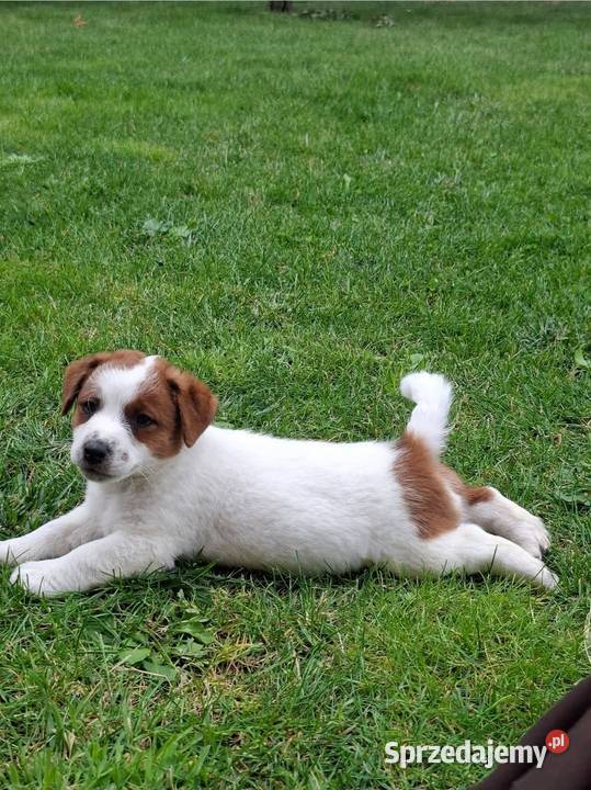 Szczenięta Jack Russell Terrier Gostyń sprzedam