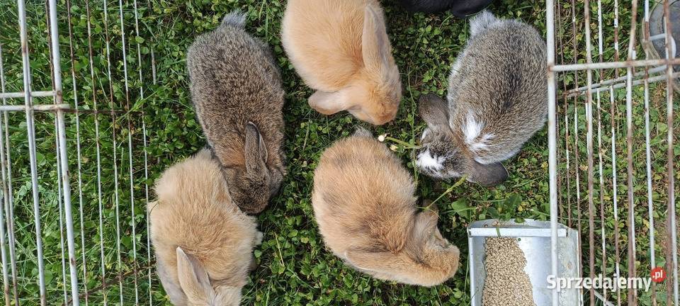 Królik miniaturka baranek i inne Jastrzębie-Zdrój