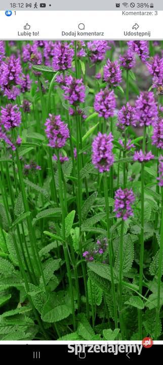 Czyściec lekarski bukwica Mszalnica