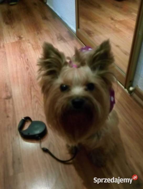 Yorki 4 miesięczne odchowane pieski Wrocław