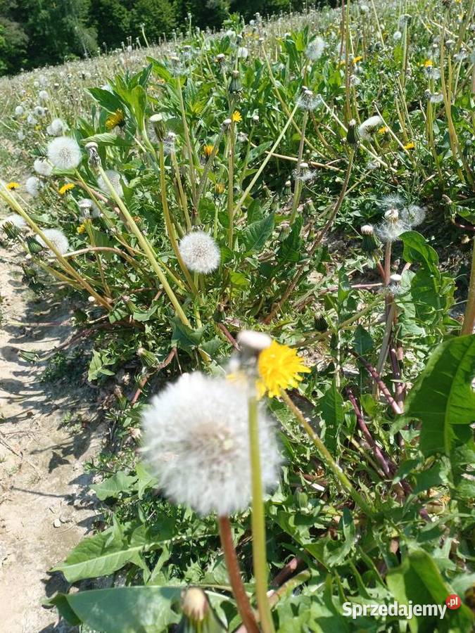 Nasiona Mniszek lekarski Kraśniczyn sprzedam