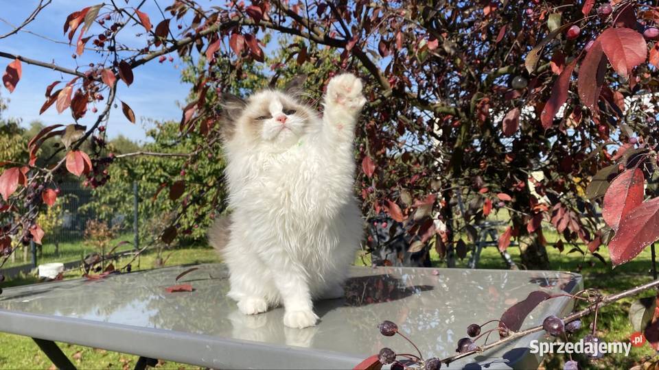 Kocurek Ragdoll FPL Zwierzęta Łódź