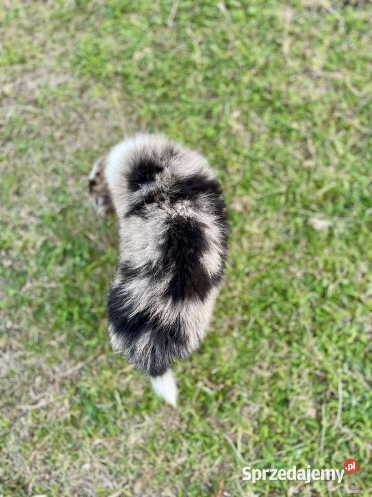 Border collie piesek samiec merle świętokrzyskie Ostrowiec Świętokrzyski