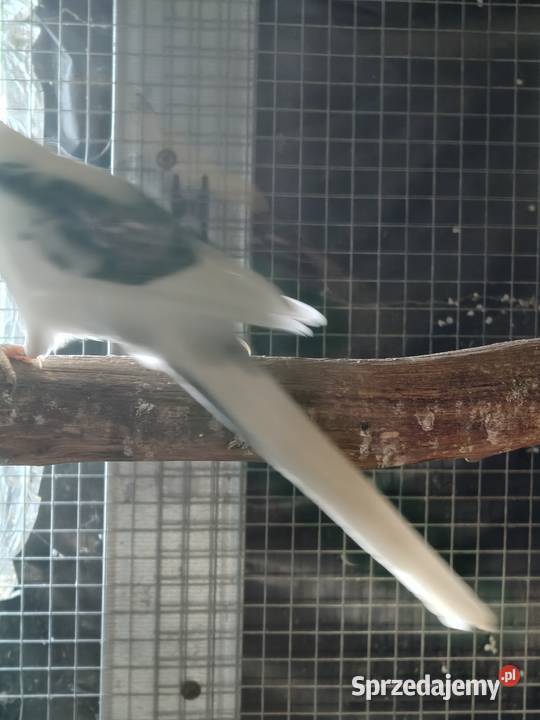 Rozella królewska szek para