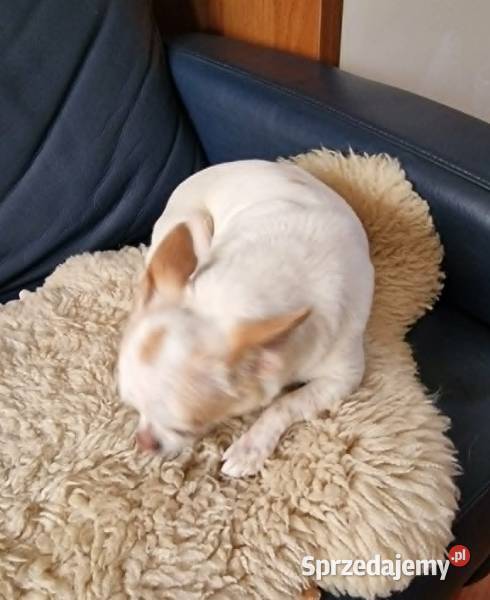 Do adopcjii dorosła suczka Chihuahua Częstochowa