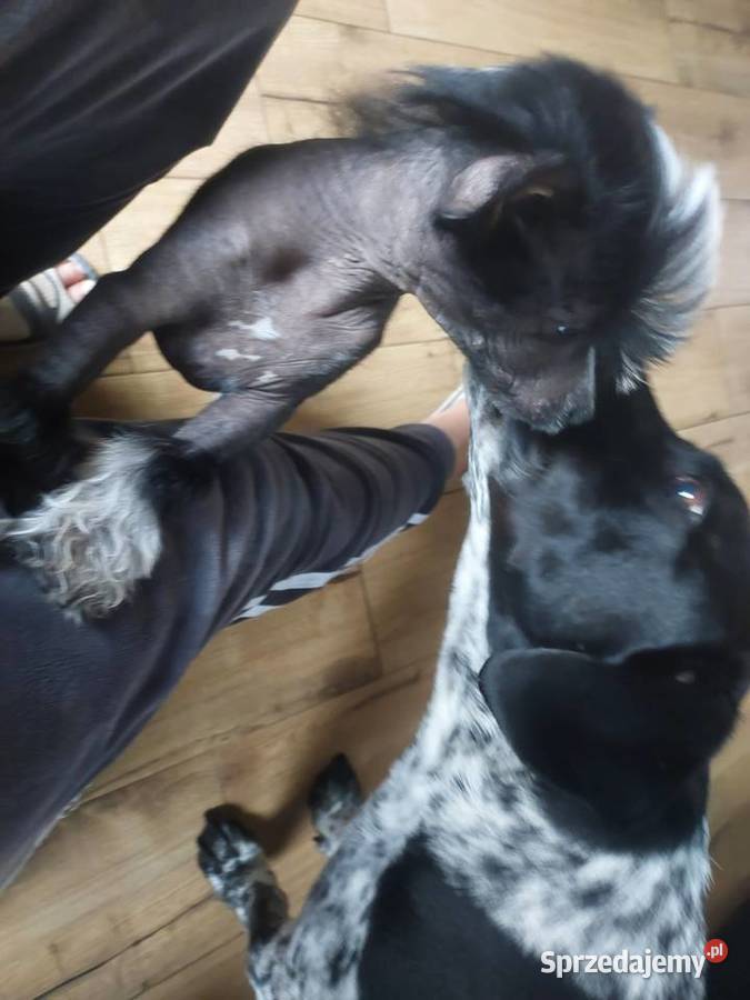 Chiński Grzywacz ZKwPFCI samiec THL pomorskie