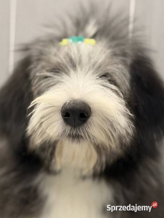 Bearded Collie FCI suczka sprzedam
