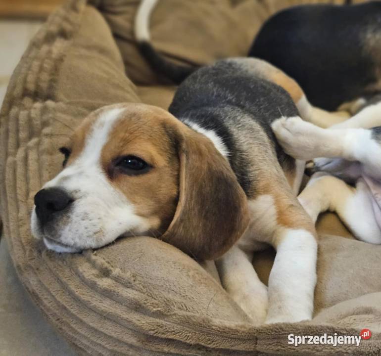 Cudowna dziewczynka Beagle championie Mińsk Mazowiecki
