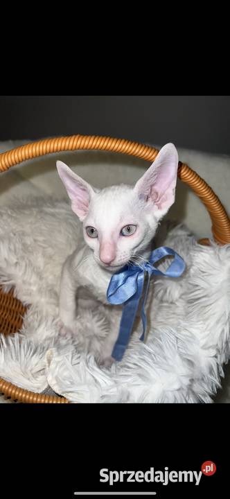 Cornish rex kocurek kotek Koty Poznań