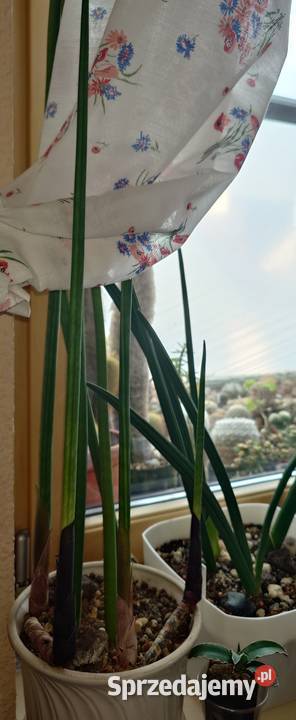 Sansevieria bacularis z kolekcji odrost liść 54