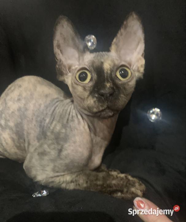 Sfinks Kanadyjski Diablica do odbioru Leszno