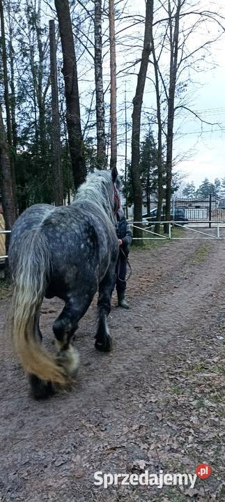 Sprzedam Ogiera zimnokrwistego sprzedam