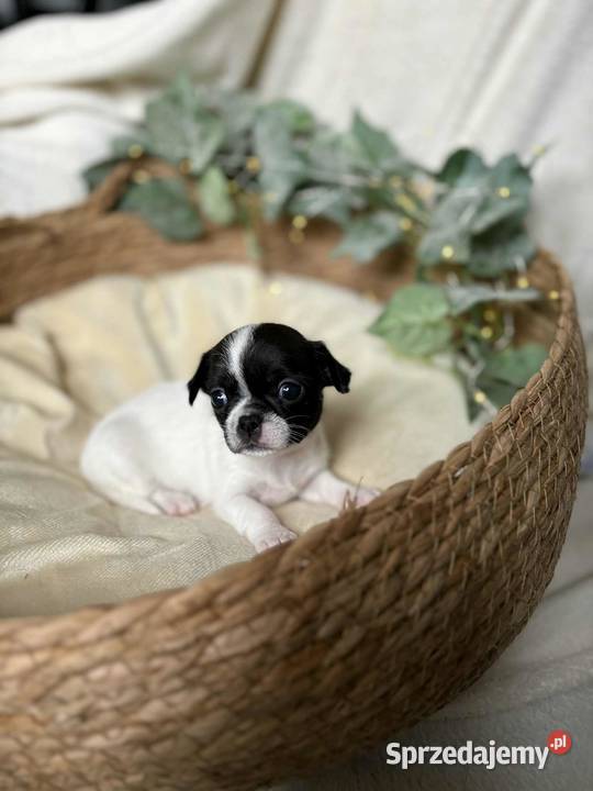 Suczka Chihuahua Biała z czarnymi znaczeniami Częstochowa