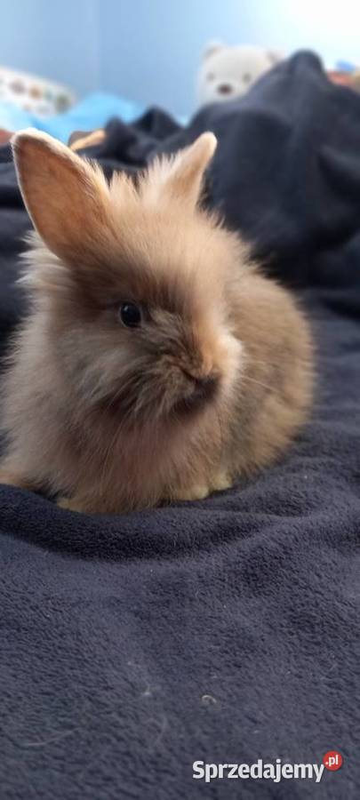Sprzedam króliki miniaturki Krosno