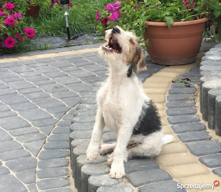Foksterier Szorstkowłosy Tricolorszczeniak lubelskie