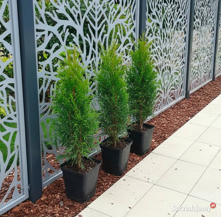 Tuja szmaragd 40 Grajewo