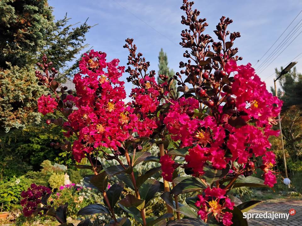 Lagerstroemia indyjska bez południa najdłużej Knurów