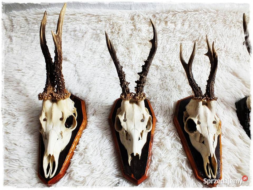 Kolekcja poroże 12 Parostki jelenia z czaszką na Żary