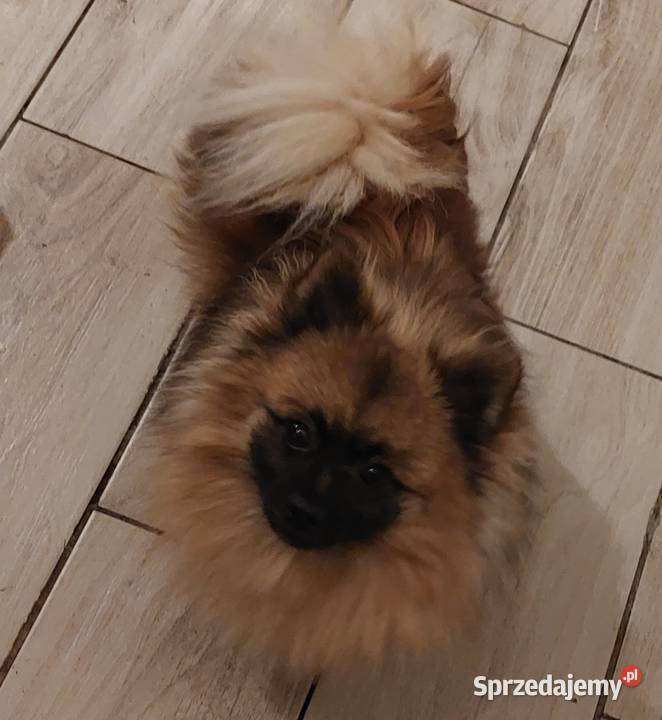 Reproduktor szpic miniaturowy pomeranian Szpic miniaturowy Skarszewy