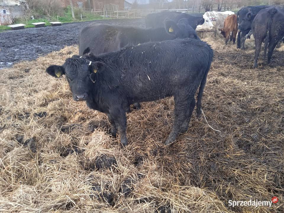 Jałówki odsadki Bydło mięsne Przynotecko