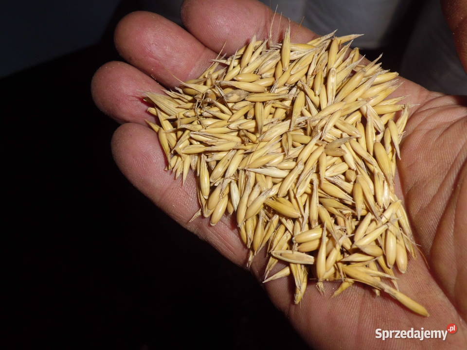 owies bingo centrali Zboża Łagów sprzedam