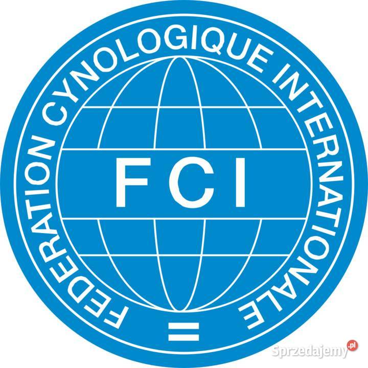 czerwona suczka Akita Inu ZKwP FCI szczeniaki Warszawa