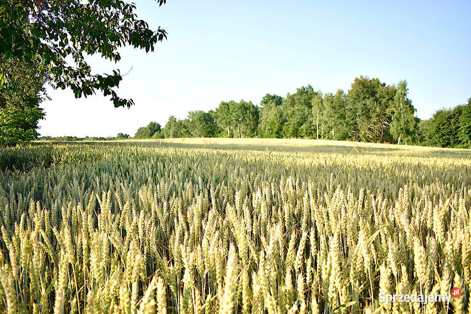 Działka w Grabówkach
