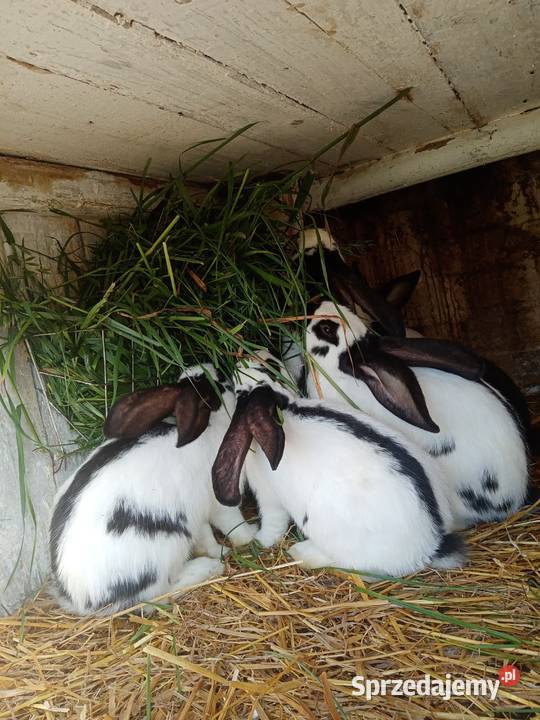 Olbrzym Srokacz Czarny Hawana Trokajny