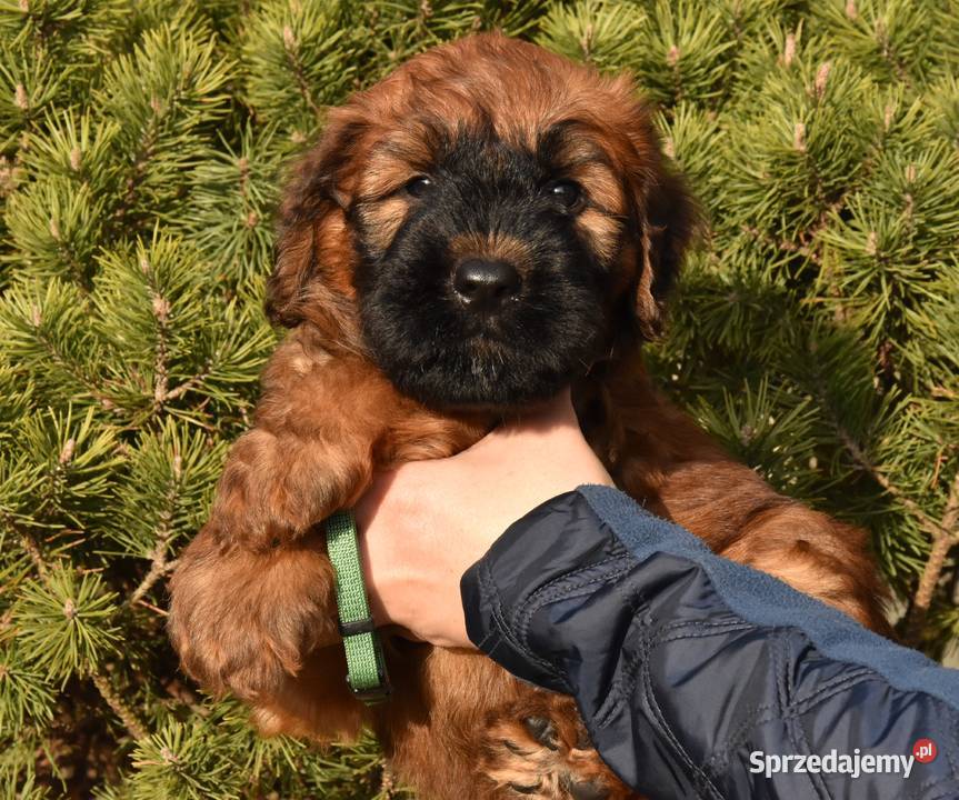 Owczarek Francuski Briard szczenięta sprzedam