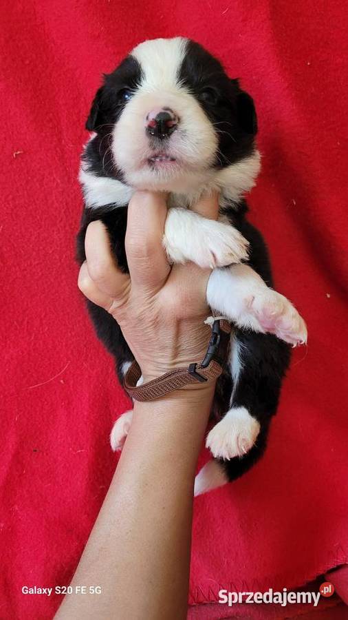 border collie FCI wielkopolskie Krotoszyn