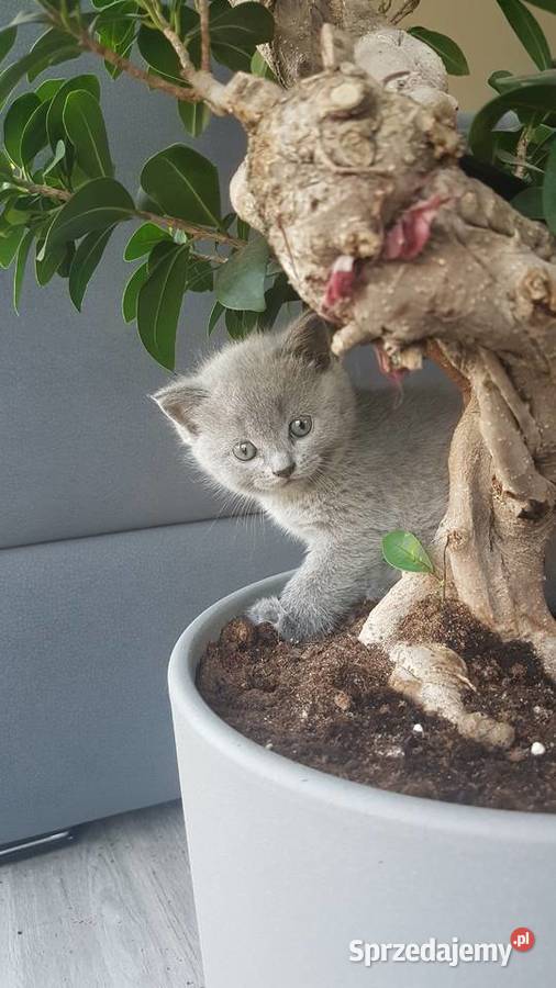 Kotki brytyjskie Kowary sprzedam