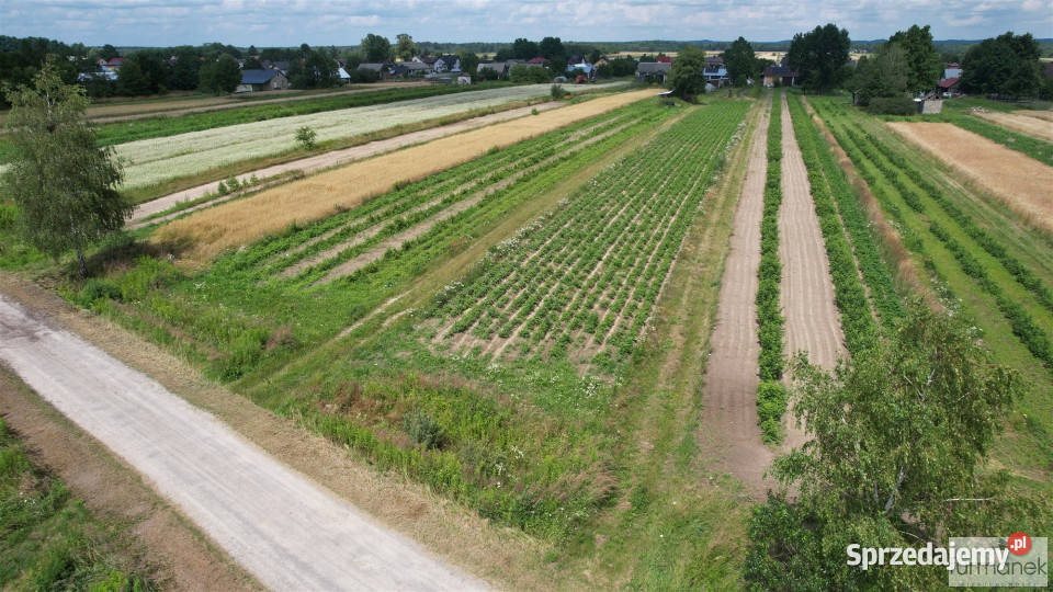 Działka Aleksandrów 2900m2 sprzedam