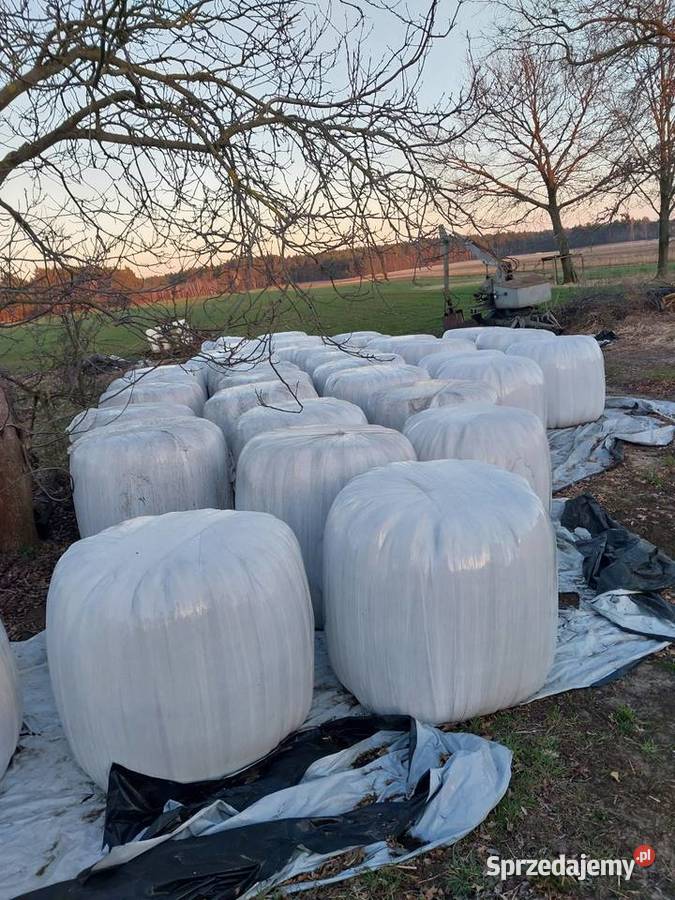 SianoSianokiszonka 120x120 Jelenie