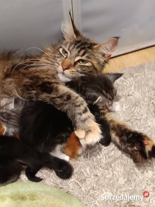 Przepiękne kocięta Maine coon do rezerwacji Prawęcin