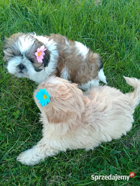 Do odbioru jasny piesek rasy ShihTzu Namysłów