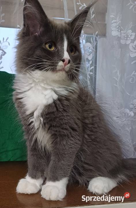 Maine Coon kocurki Rodowód fpl Maine Coon Olkusz sprzedam