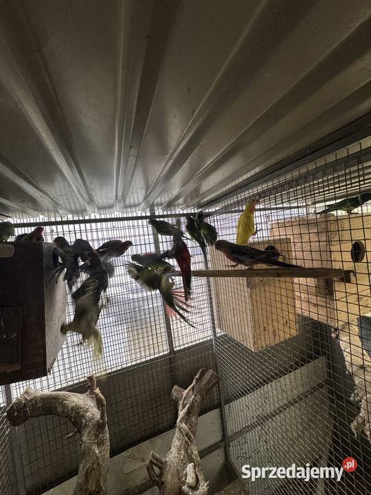 Sprzedam papugi wielkopolskie Pawłowice