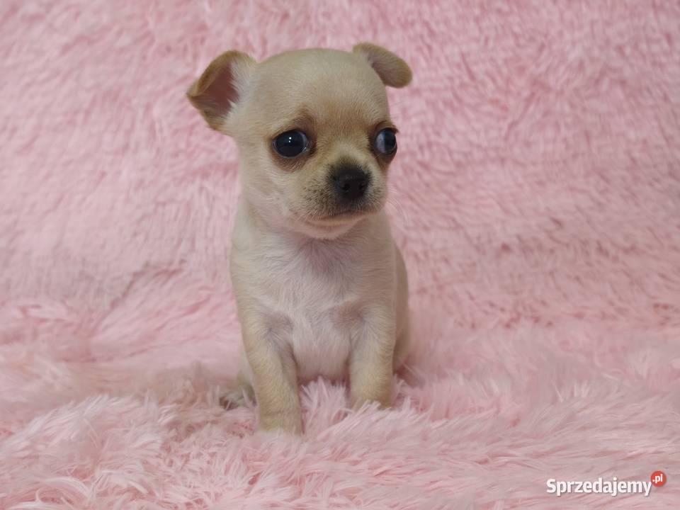 Chihuahua krótkowłosa sunia ZKwP FCI zachodniopomorskie