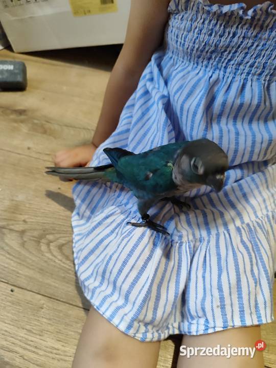 Papugi rudosterki ręcznie karmione