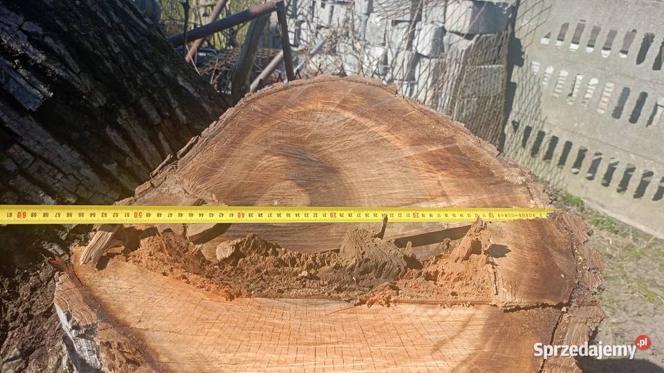 Orzech Włoski ponad 2 m3 gruby na blaty meble Zalesie Śląskie sprzedam